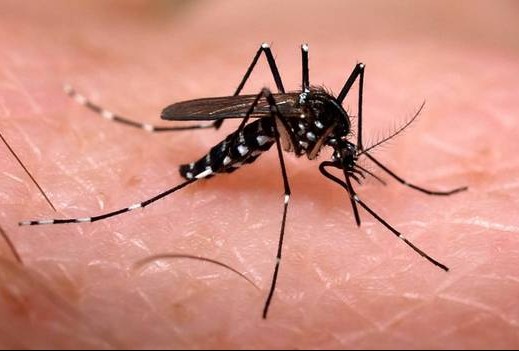 Aedes-Aegypti