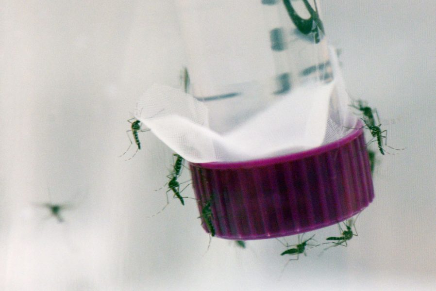 Mosquitos Aedes aegypti podem carregar o vírus da zika assim como da dengue e chikungunya. Foto: AIEA