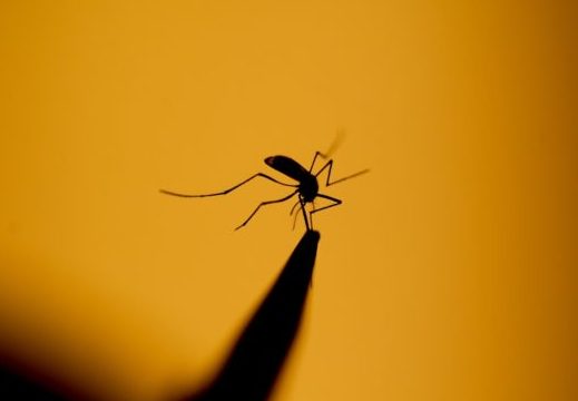 zikaunicef1-e1462890148747 (1)