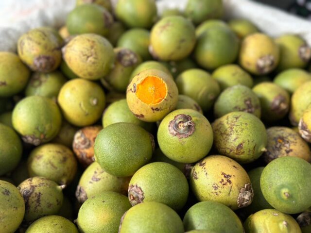 Divulgação / ADS Divulgação / ADS